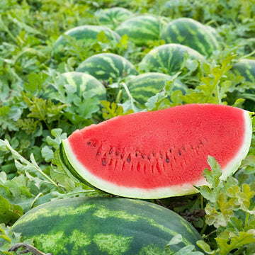 Giant Sweet Watermelon seeds for planting in home gardens and raised beds.