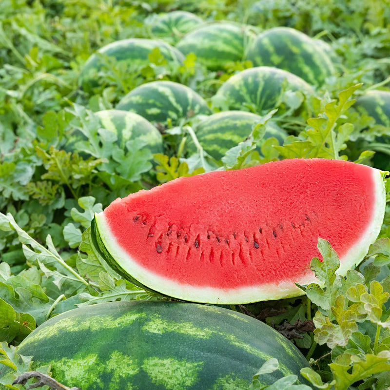 Giant Sweet Watermelon seeds for planting in home gardens and raised beds.