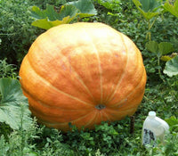 Giant Wallace Whoppers Pumpkin seeds for planting in home gardens.