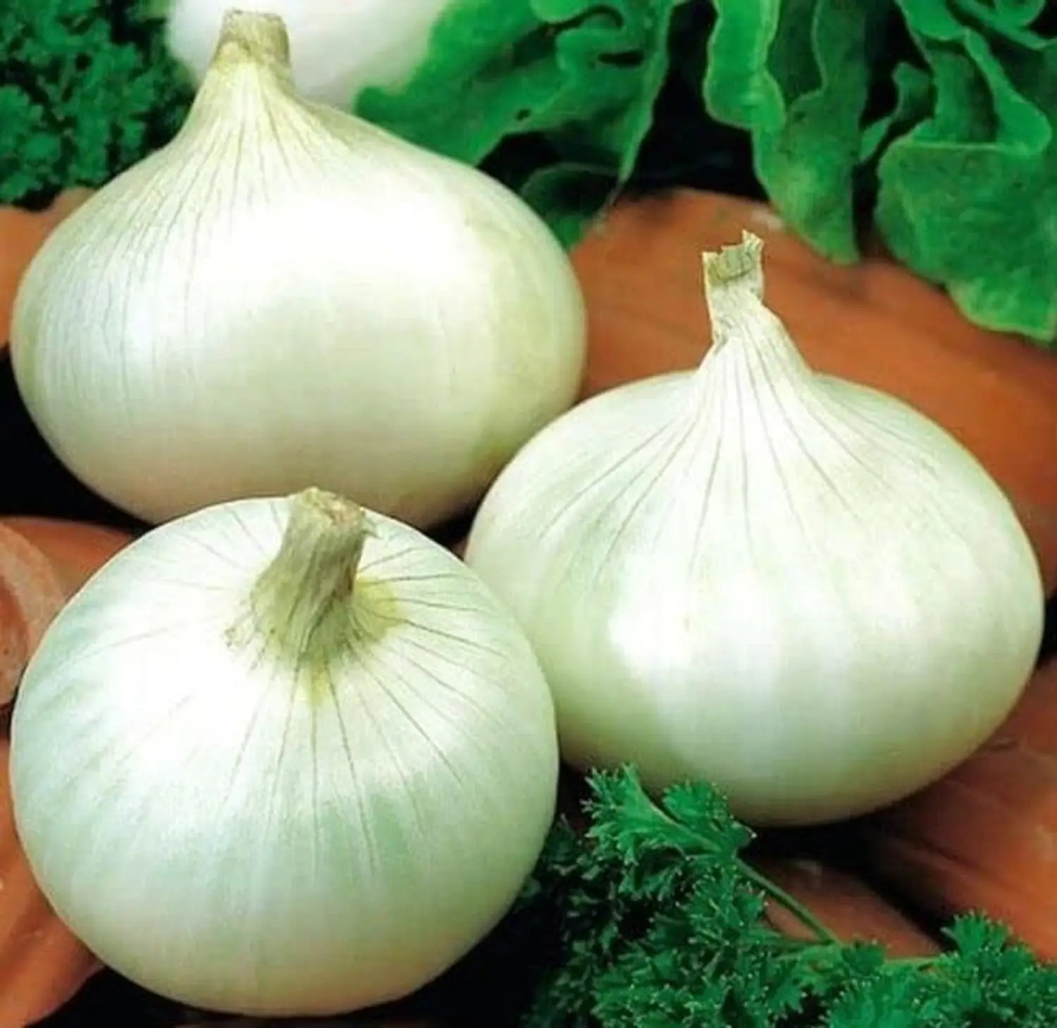 Heirloom white onion plants thriving in a raised garden bed.