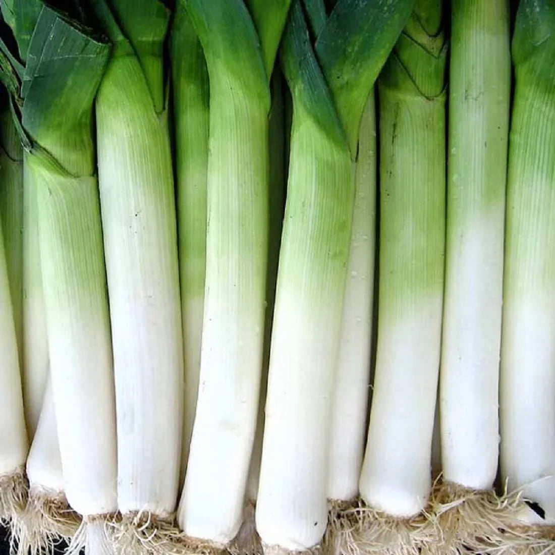 Heirloom Giant Winter leek seeds suitable for raised beds and containers.