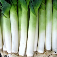 Heirloom Giant Winter leek seeds suitable for raised beds and containers.