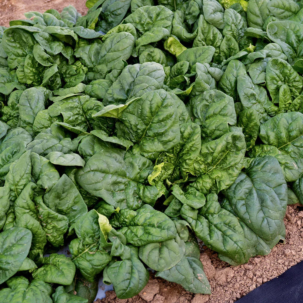Giant Winter Spinach seeds for planting in home gardens and raised beds