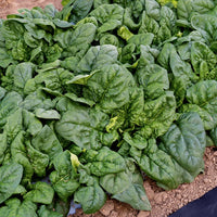 Giant Winter Spinach seeds for planting in home gardens and raised beds
