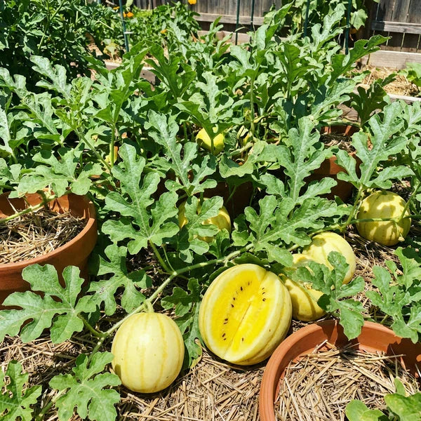 Large yellow watermelon developing in an outdoor garden setting.