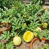 Large yellow watermelon developing in an outdoor garden setting.