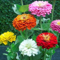 Multicolored giant zinnias enhancing an outdoor flower bed.