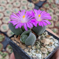 Low-maintenance mixed Gibbaeum seeds for home gardens

