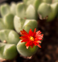 Red Conophytum Flower seeds for Planting - Shade Tolerant, Heirloom & GMO Free Seeds for Home Garden