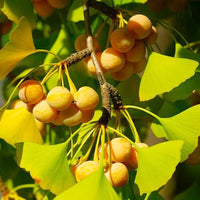 Ginkgo Biloba seedlings growing in garden or nursery