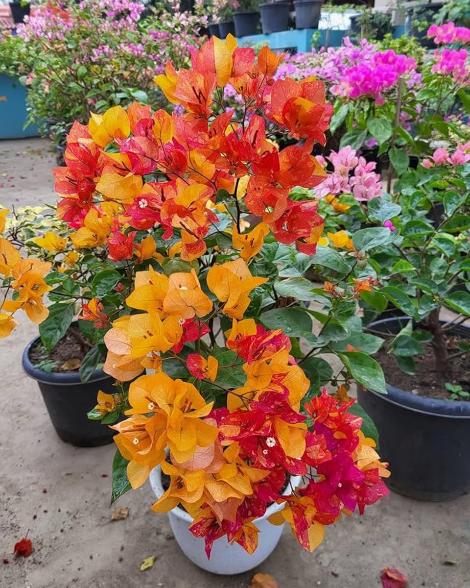Mix Color Bougainvillea Seeds for Planting - Bright and Colorful Garden Blooms