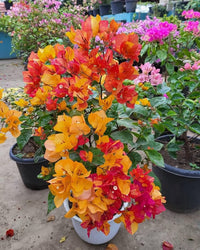 Mix Color Bougainvillea Seeds for Planting - Bright and Colorful Garden Blooms