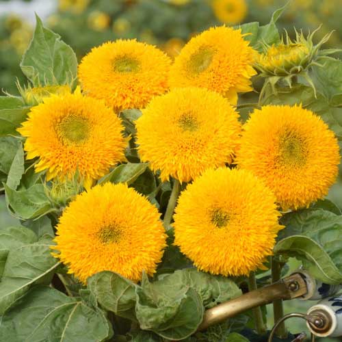Teddy Bear SunFlower seeds for Planting Cottage Garden Essential Heirloom & GMO Free Seeds for Home Garden