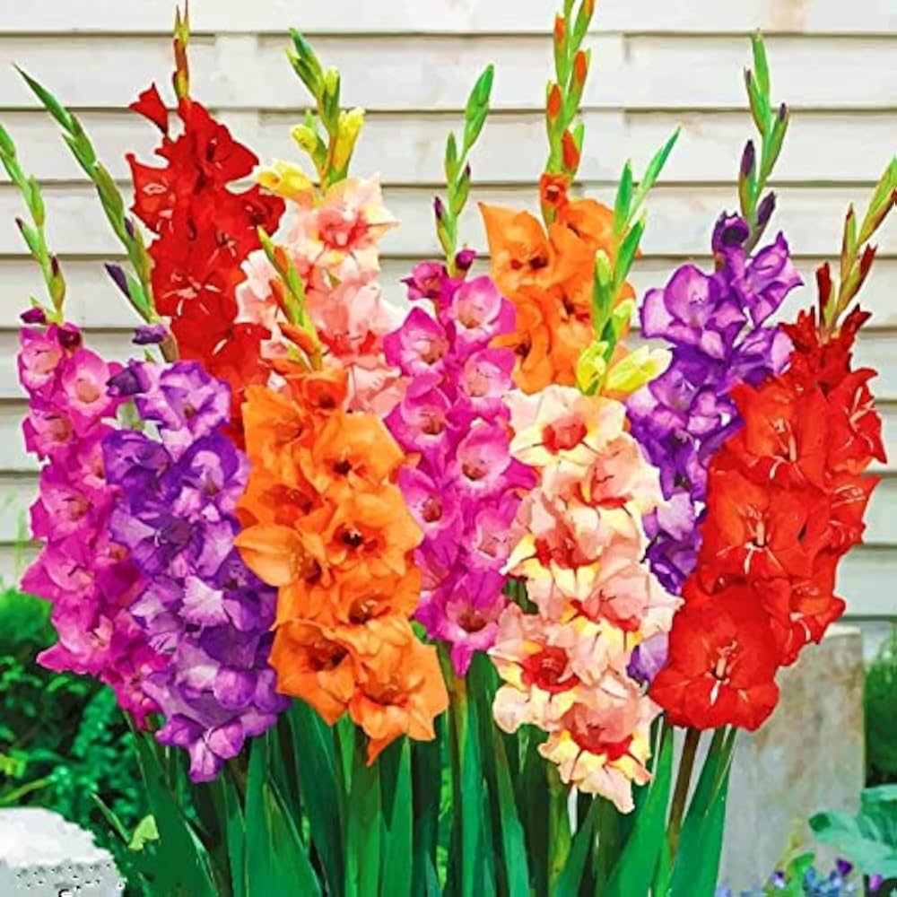 Gladiolus bulbs for colorful garden flower planting.