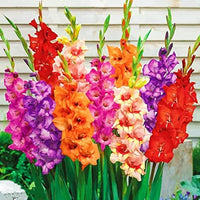 Gladiolus bulbs for colorful garden flower planting.