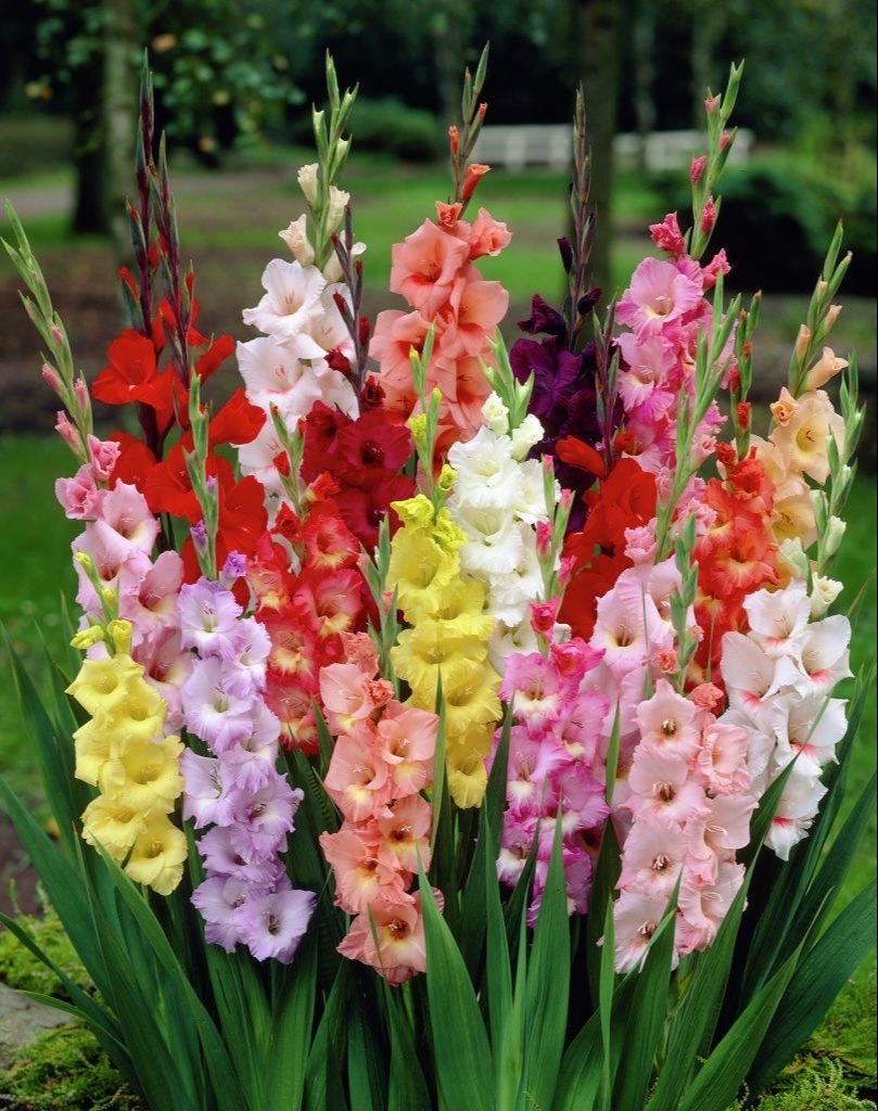 Grower Special Mix Gladiolus Bulbs for Colorful Garden Borders, Containers & Outdoor Landscapes