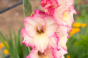 Yellow Pink Gladiolus Flower Seeds for Planting – Perfect for Borders Heirloom & NonGMO Seeds for Home Garden
 
 Sale