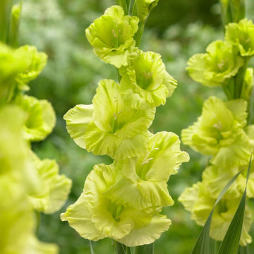 Light Green Gladiolus Flower Seeds for Planting Premium Quality Heirloom & GMO Free Seeds for Home Garden
 
 Sale