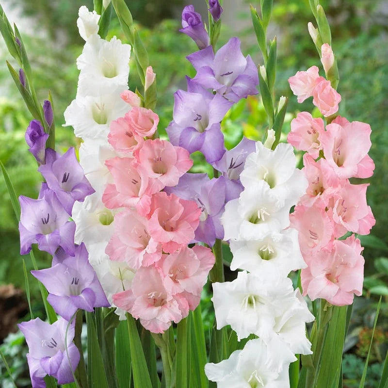 Gladiolus Pastel Mixed Bulbs for Garden Beds, Borders, Containers & Outdoor Landscapes