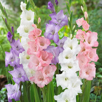 Gladiolus Pastel Mixed Bulbs for Garden Beds, Borders, Containers & Outdoor Landscapes