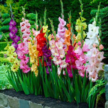 Gladiolus Pastel Mixed bulbs for colorful outdoor garden planting.