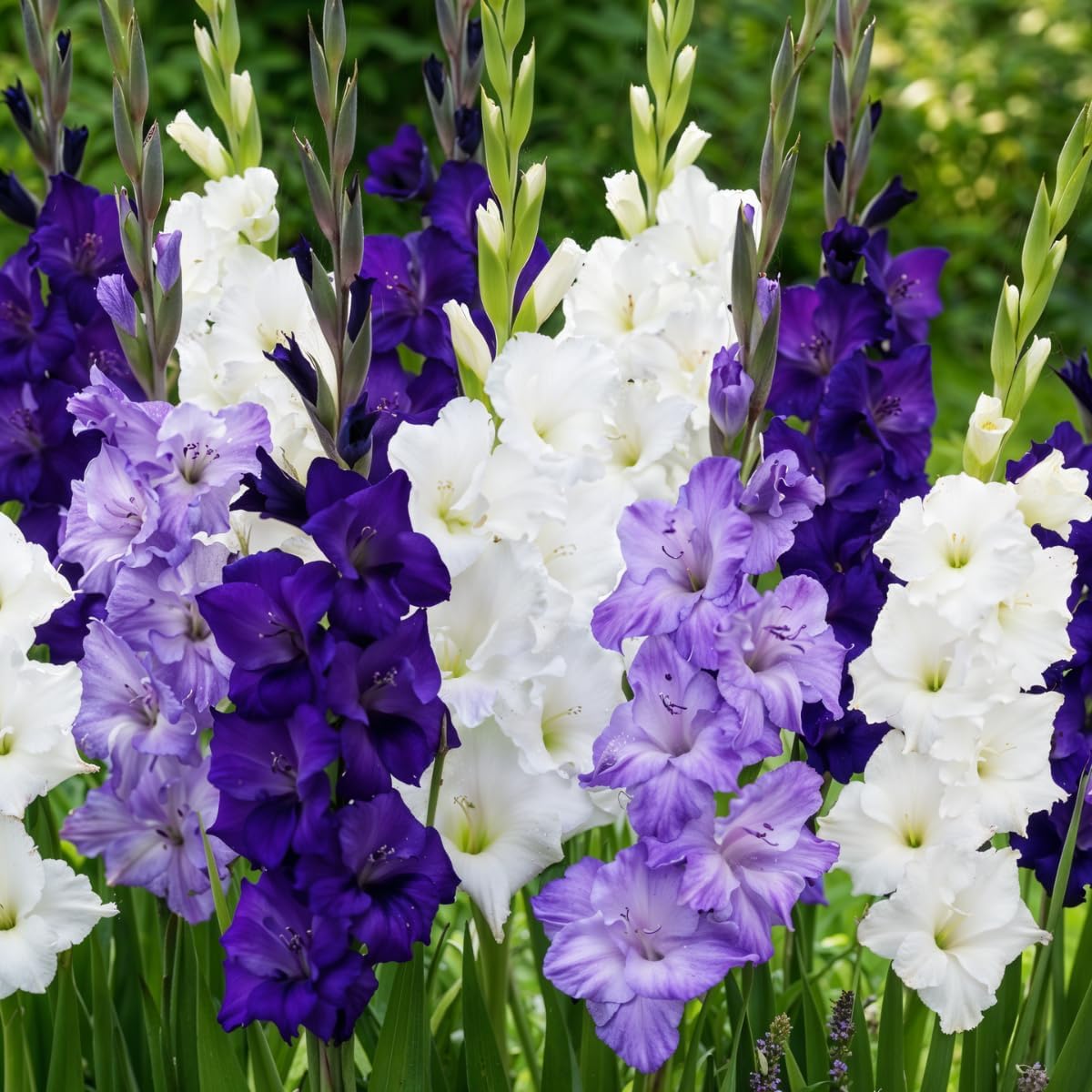 Purple lavender and white Gladiolus bulbs for garden planting