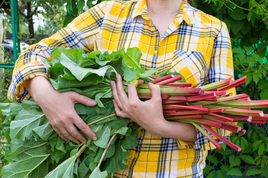 Glaskins Perpetual Rhubarb Seeds – Rheum rhabarbarum Non-GMO Pieplant