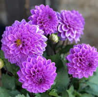 Heirloom Purple Blue Marigold Glinda seeds for borders, containers, and garden landscapes