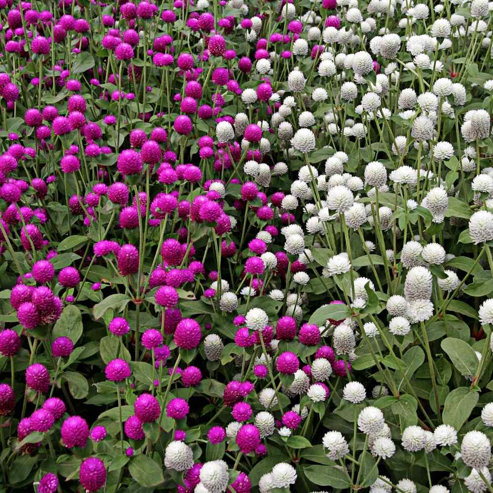 Globe Amaranth Flowers in Home Garden