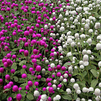 Globe Amaranth Flowers in Home Garden