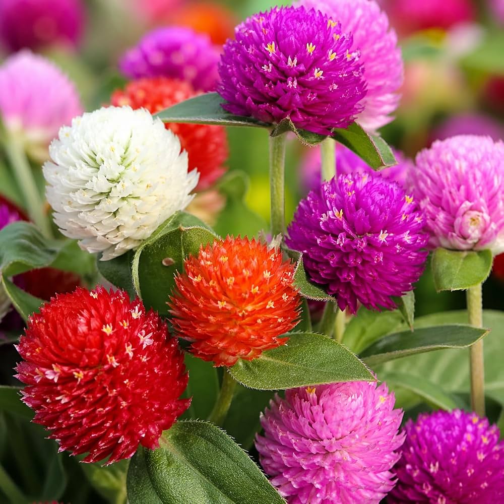 Globe Amaranth Gomphrena Globosa Mixed Color Flower Seeds