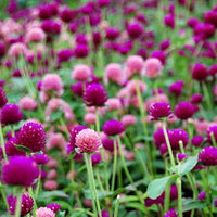 Globe Amaranth Mix flowers blooming in a colorful home garden.