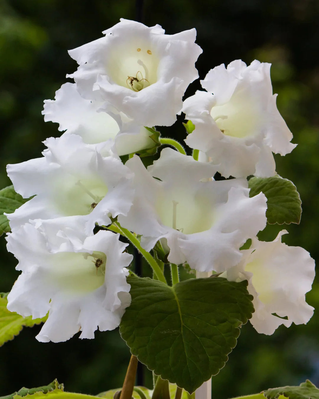 White Gloxinia Flower Seeds Flower seeds for Planting Bright Blooms Heirloom & GMO Free Seeds for Home Garden