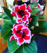 Sinningia speciosa Gloxinia plant seeds