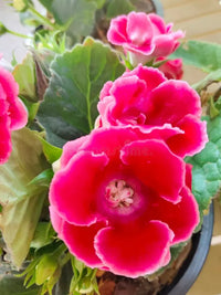 Dark Pink Gloxinia Flower Seeds for Planting Wildflower Mix Heirloom & GMO Free Seeds for Home Garden
 
 Sale