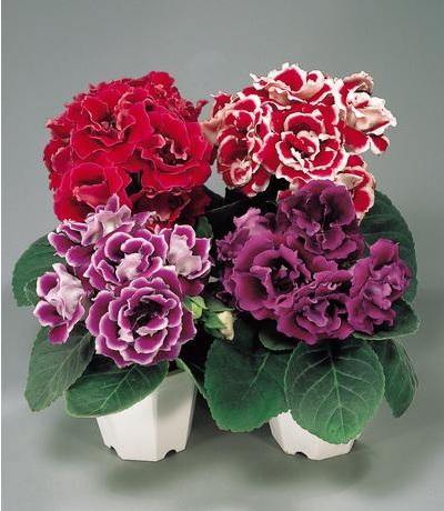Maroon Gloxinia Flower Seeds for Planting Vibrant Colors Heirloom & GMO Free Seeds for Home Garden
 
 Sale