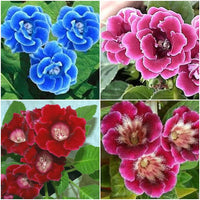 Multi-Color Gloxinia Flower seeds for Planting - Cut Flower Favorite, Heirloom & GMO Free Seeds for Home Garden
