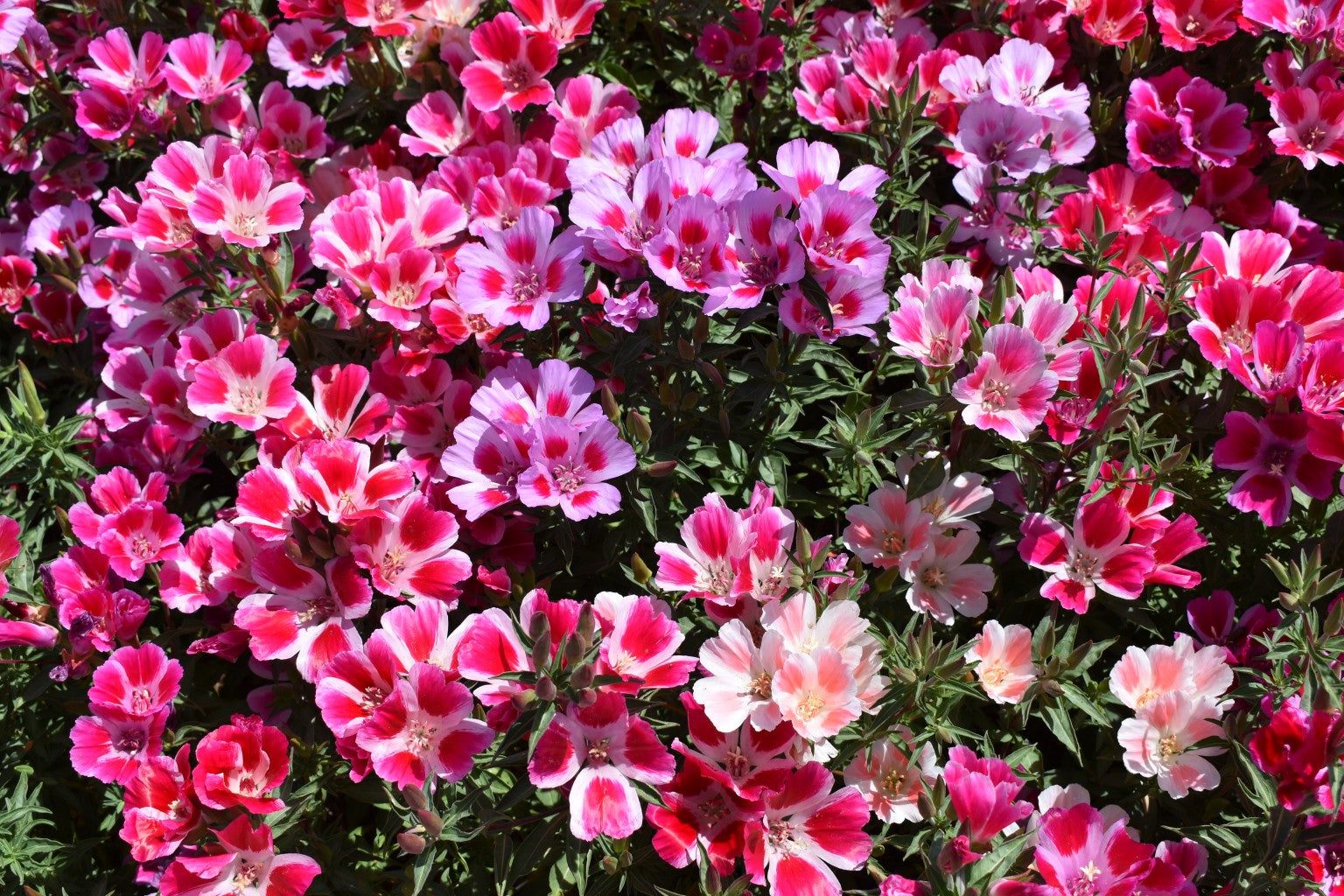 Farewell to Spring Seeds for Beautiful, Bright Spring Blooms