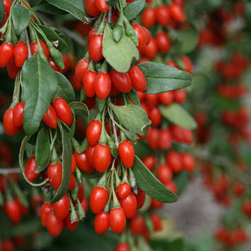 Goji Berry (Lycium barbarum) seeds for planting in home gardens.