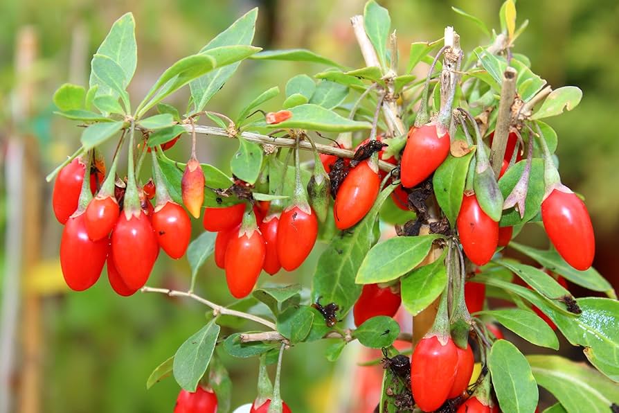 Goji Berry plants growing in a sunny garden landscape.