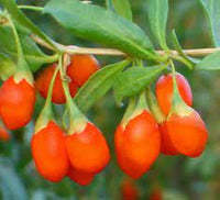 Goji seedlings germination and planting instructions