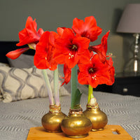 Gold Base Waxed Amaryllis bulb for indoor decorative display.