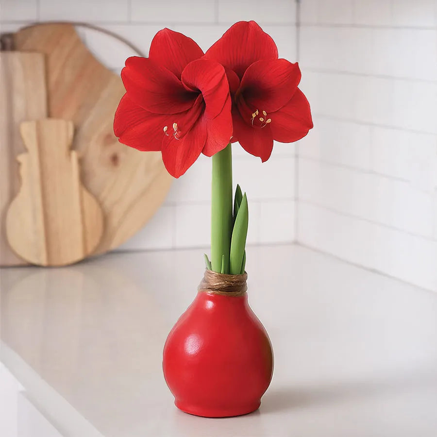 Gold waxed Amaryllis bulb with vibrant blooms on a tabletop.