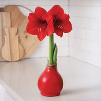 Gold waxed Amaryllis bulb with vibrant blooms on a tabletop.