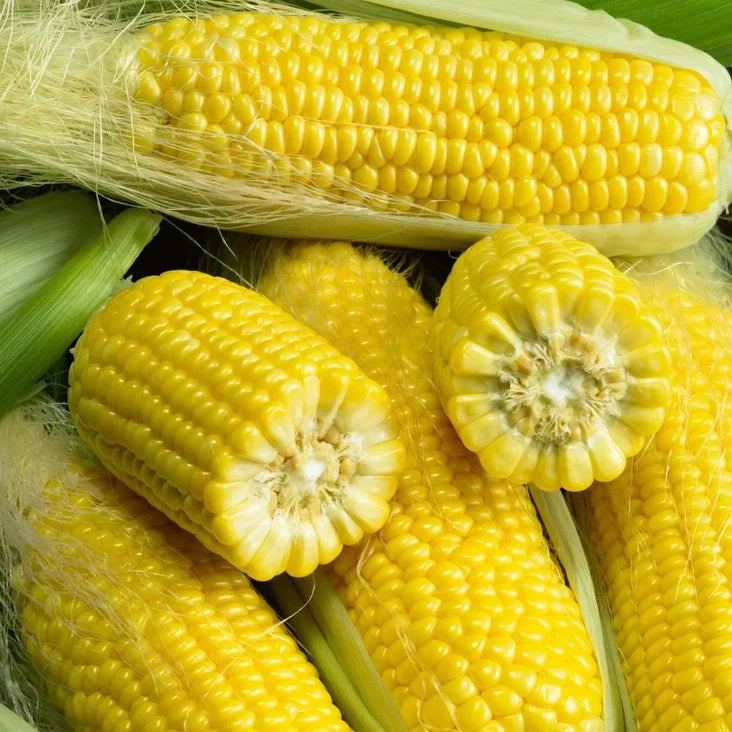 Heirloom Golden Bantam corn plants growing in a sunny garden