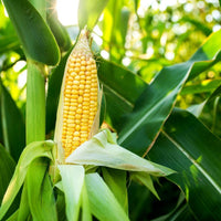 Golden Bantam open-pollinated corn seeds for home garden planting