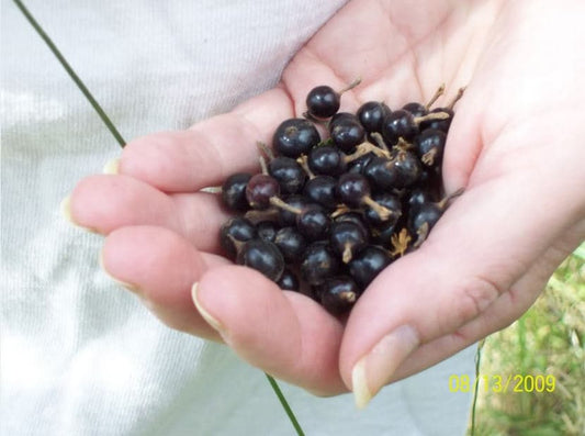 Golden Currant (Ribes aureum) seeds for planting
