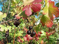 Golden Currant shrub with bright yellow fragrant flowers