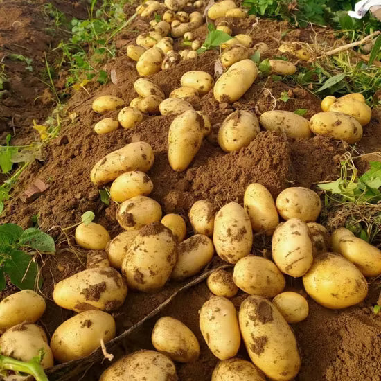 Golden German Butterball Potatoes Harvested from Garden