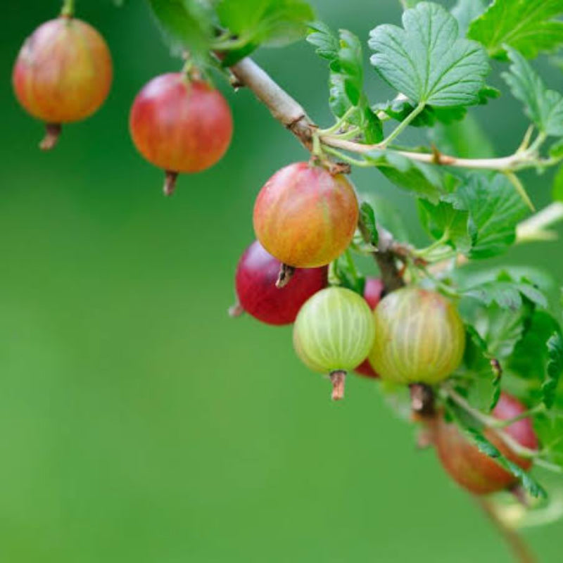 Hinnomaki Golden Gooseberry Plant Growing in Garden